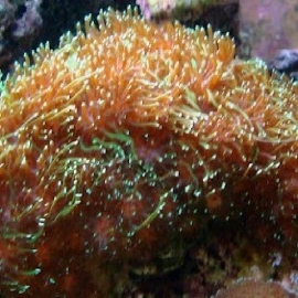 Coral Galaxea Green Peq
