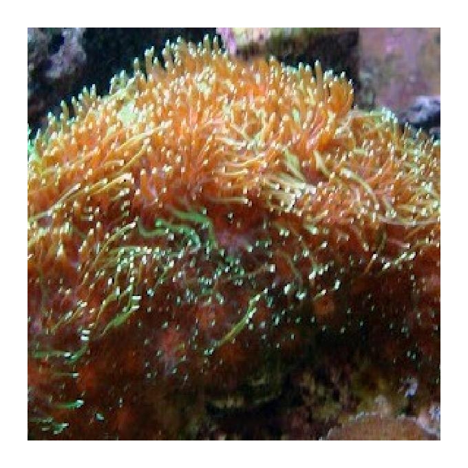 Coral Galaxea Green Peq
