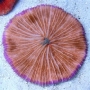 Coral fungia pq