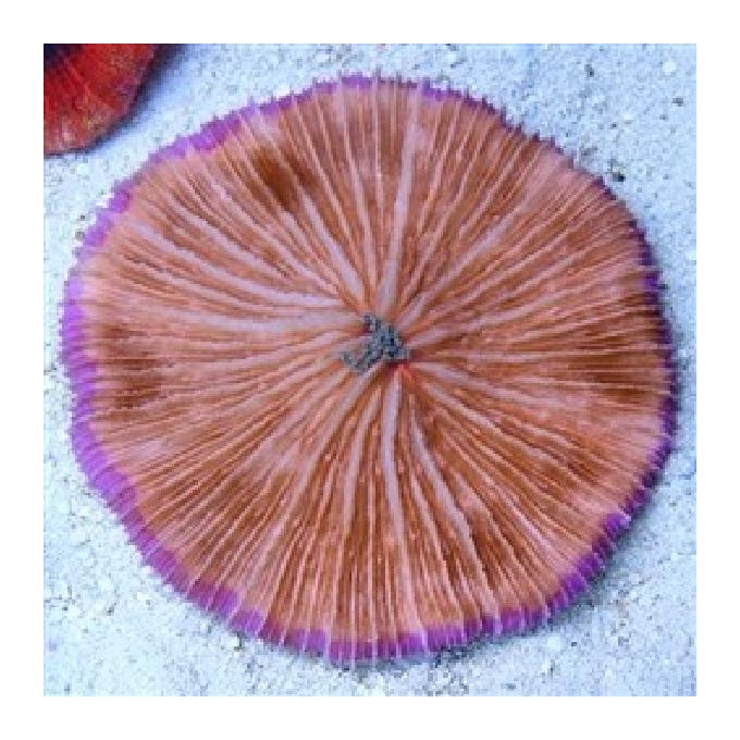 Coral fungia pq