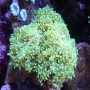 CORAL FROGS BRANCH YAMAMENSIS OCTOPUS PQ