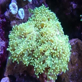 CORAL FROGS BRANCH YAMAMENSIS OCTOPUS PQ
