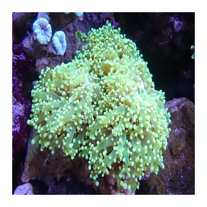 CORAL FROGS BRANCH YAMAMENSIS OCTOPUS PQ
