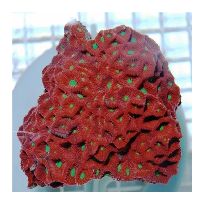 Coral Favites war pq