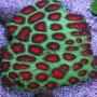 Coral Favia Red Christmas pq