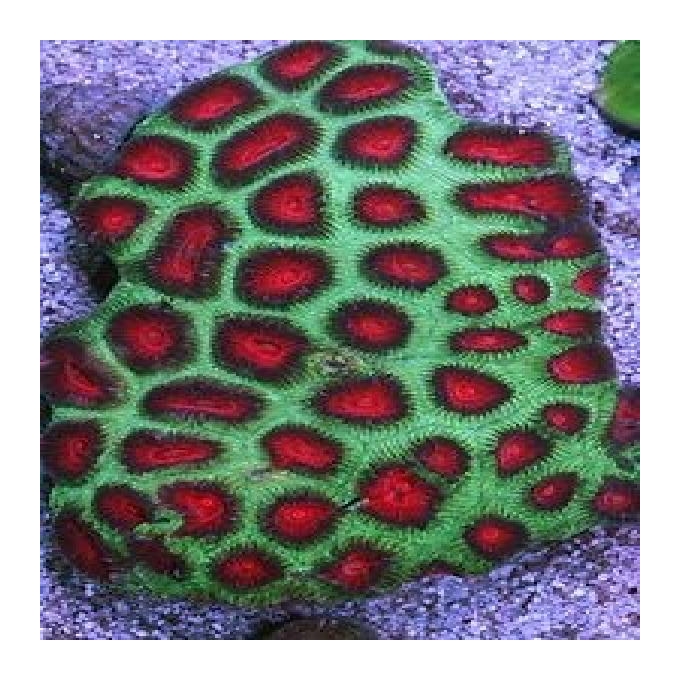 Coral favia red christmas gr