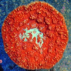 Coral Echinophyllia Red PQ