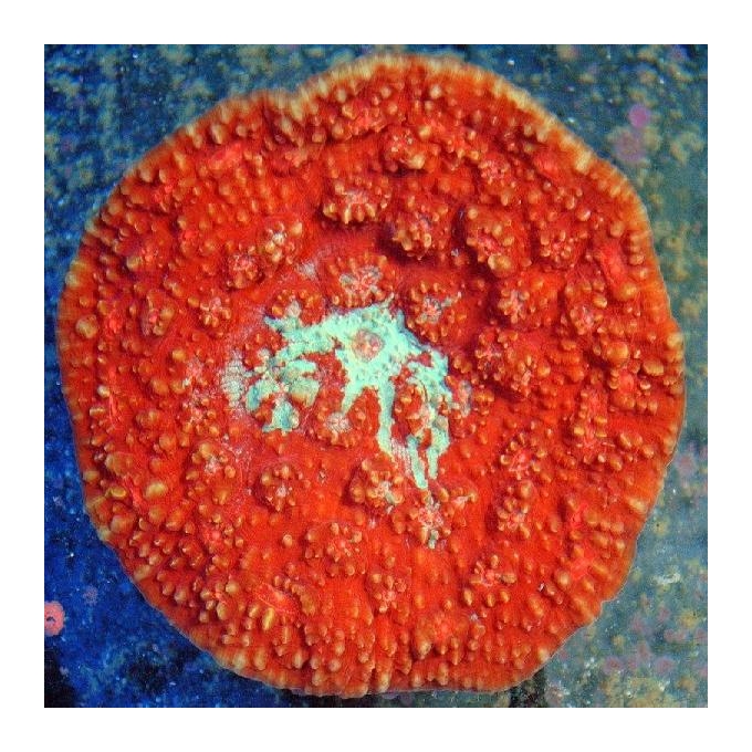 Coral Echinophyllia Red PQ