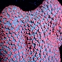 Coral Cyphastrea Meteoro Md