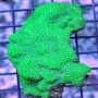 Coral cyphastrea green peq