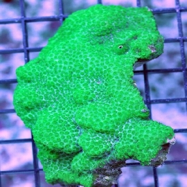 Coral cyphastrea green peq