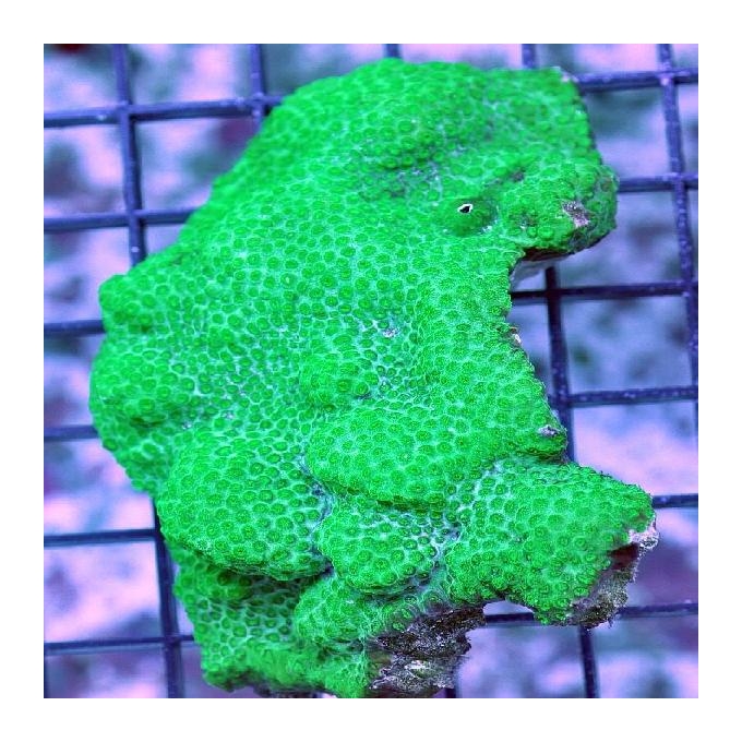 Coral cyphastrea green peq