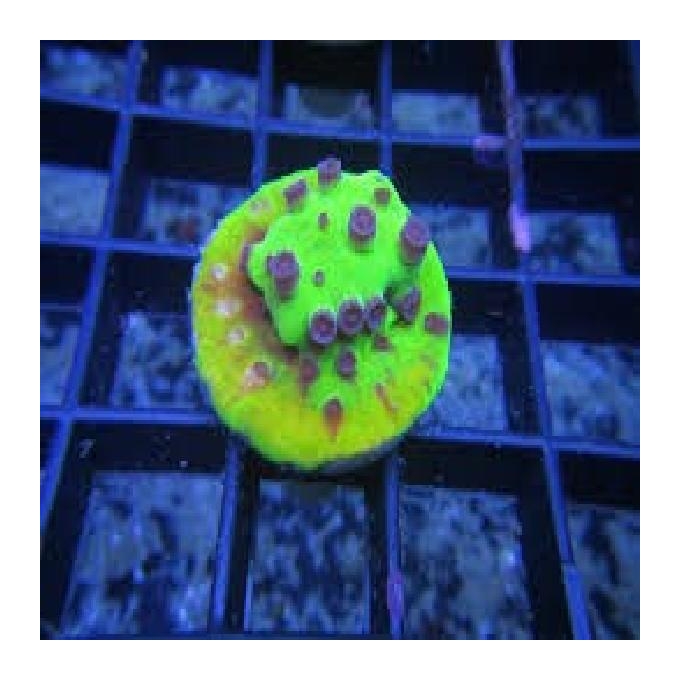 Coral cyphastrea alien pox