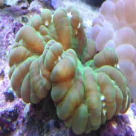 Coral cynarina green gr