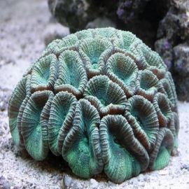 Coral Acan Lord Multicolor  Aust gr