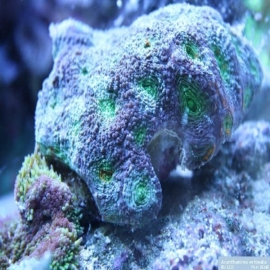 Coral Acan Echinata Md