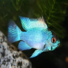 Ramirezi eletric blue pq