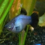 Plati azul