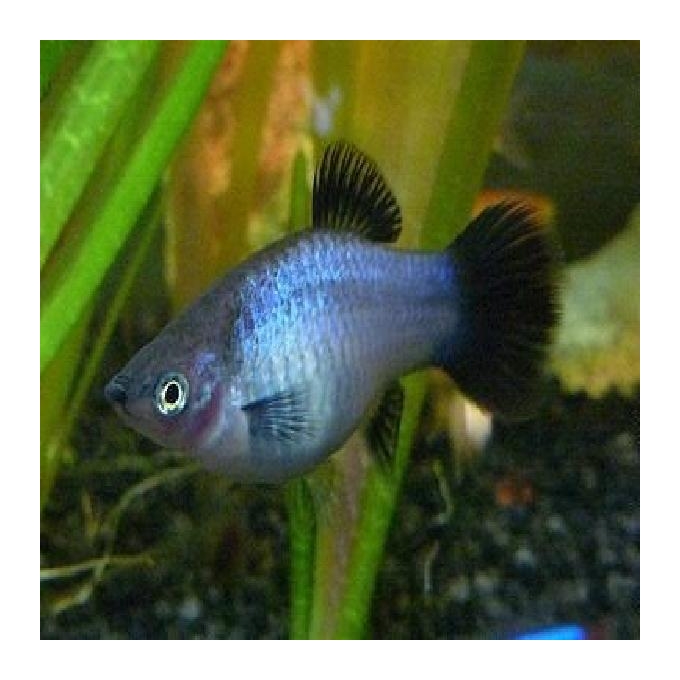 Plati azul