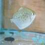 Pacu prata Md