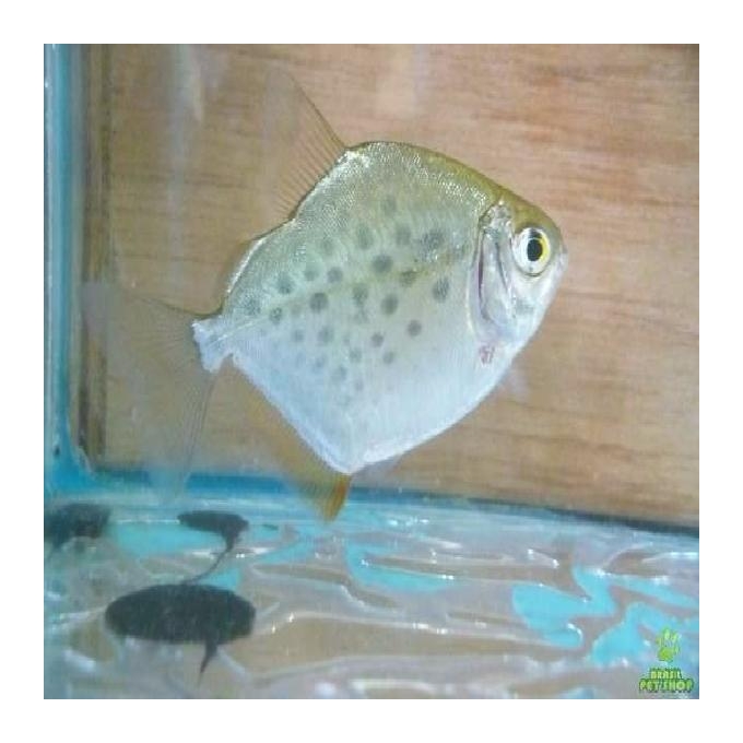 Pacu prata Md