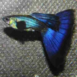 Lebiste moscow blue casal