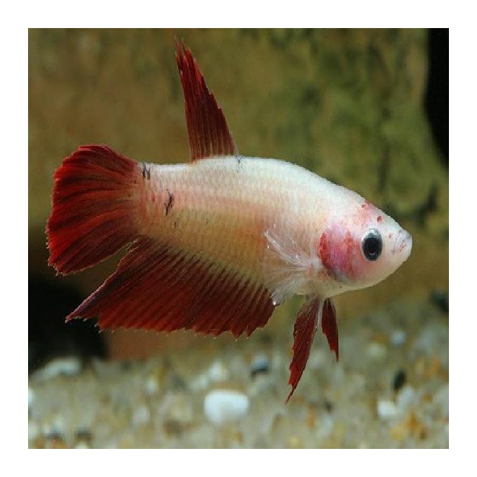 Betta femea pq