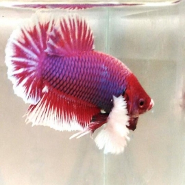 Betta femea dumbo