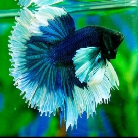 Betta dumbo