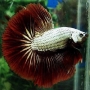 Betta dragon
