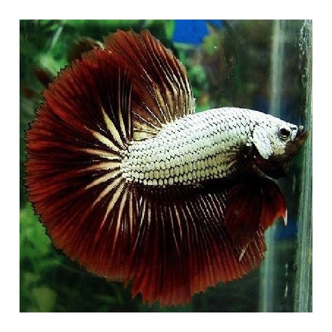 Betta dragon