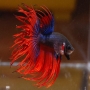 Betta crowtail