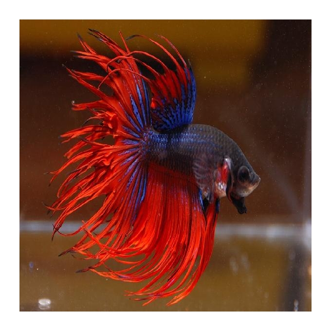 Betta crowtail