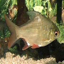 Barbus schwanenfeldi md