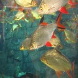 Barbus schwanenfeldi albino