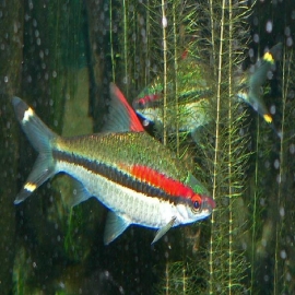 Barbus denisonii md