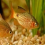 Barbus conchonius