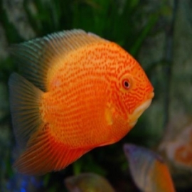 Acará Severum Gold pq
