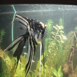 Acara bandeira marmorato negro