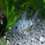 Corydora Comun Pq