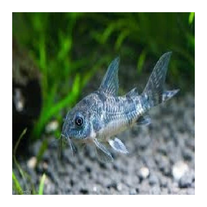 Corydora Comun Pq