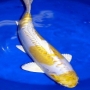 Carpa yamabuki hariwake 30 cm