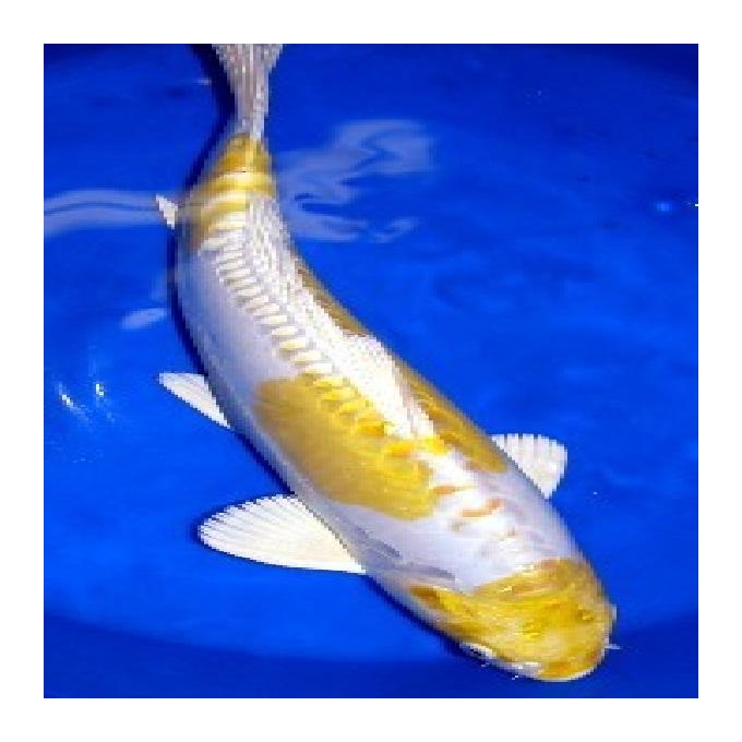 Carpa yamabuki hariwake 30 cm