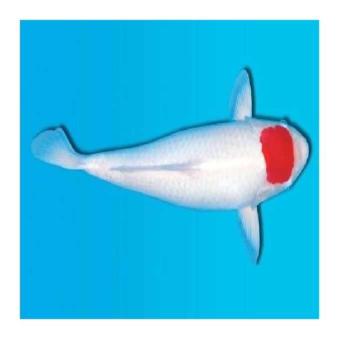 Carpa tancho 24 cm