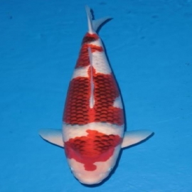 Carpa koromo 30 cm