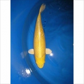 Carpa koromo 24 cm