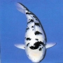 Carpa Bekko 40 a 45Cm
