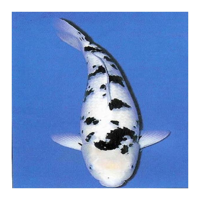 Carpa Bekko 40 a 45Cm