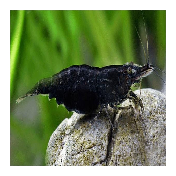 Camarão Black Sakura