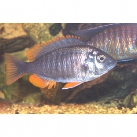 Cicl Haplochromis Kandango Md